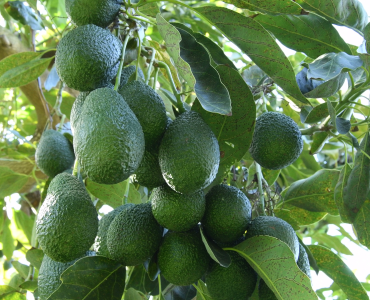 Avocado Farming In Kenya_Kenagro East Africa | Kenagro East Africa Cluster of green avocados hanging from a tree among glossy leaves.