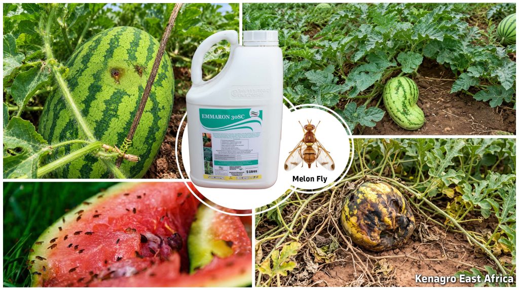 Collage showing watermelons and melons in a field with a central Emmaron 30SC pesticide bottle and a melon fly graphic (Kenagro East Africa).
