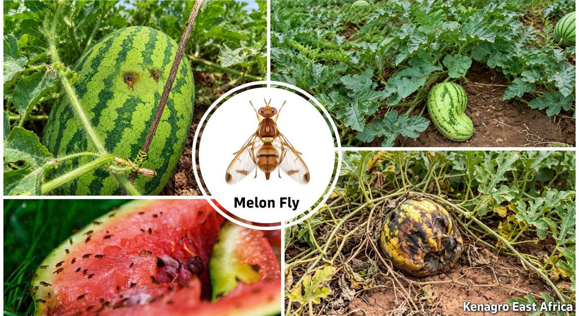 Collage of watermelons and melons on vines with a central Melon Fly logo and 'Kenagro East Africa' label.