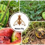 Collage of watermelons and melons on vines with a central Melon Fly logo and 'Kenagro East Africa' label.