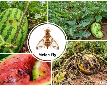 Collage of watermelons and melons on vines with a central Melon Fly logo and 'Kenagro East Africa' label.