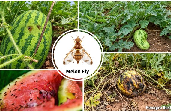 Melon Fly Damage Symptoms - Kenagro East Africa | Kenagro East Africa Collage of watermelons and melons on vines with a central Melon Fly logo and 'Kenagro East Africa' label.
