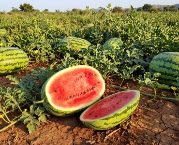 Watermelon field with ripe watermelons, including a halved melon showing red flesh and seeds.