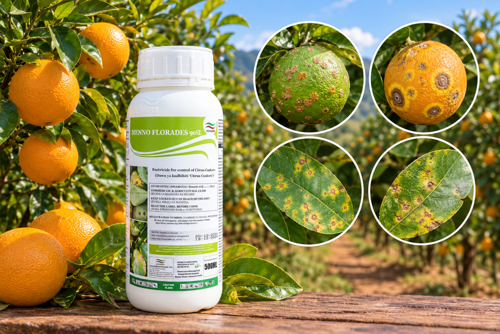 Citrus Canker Control in Oranges With Menno Florades | Kenagro East Africa Bottle of Menno Florades 90SL in an orange grove; insets show citrus fruits with scab and leaf spot diseases on leaves and fruit shapes