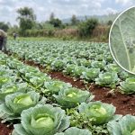 Rows of cabbage plants in a field with a farmer in the background; inset shows a close-up of a pest-damaged leaf with holes.