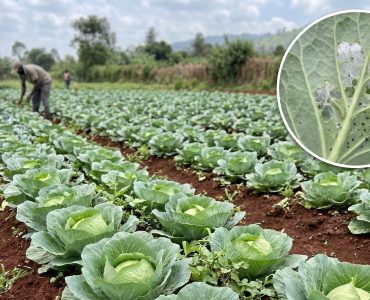 Rows of cabbage plants in a field with a farmer in the background; inset shows a close-up of a pest-damaged leaf with holes.