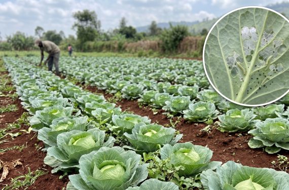 Diamondback Moth Cabbage Damage - Kenagro East Africa | Kenagro East Africa Rows of cabbage plants in a field with a farmer in the background; inset shows a close-up of a pest-damaged leaf with holes.