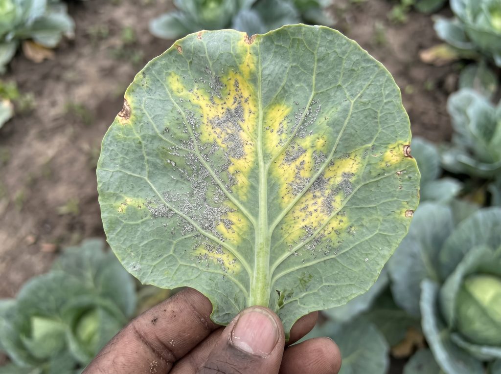 Downy Mildew symptoms on cabbage leaf showing yellow patches and white fluffy growth underneath | Kenagro East Africa Close-up of a cabbage leaf with yellowing along the veins and small gray powdery spots, held by a dirty finger.