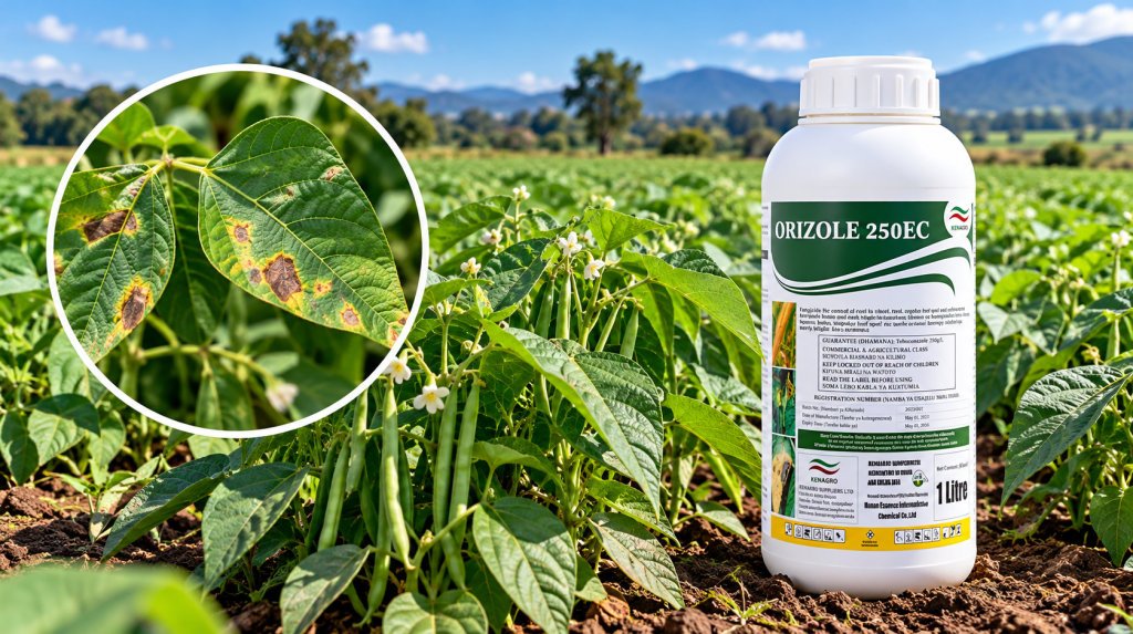 Bottle of Orizole 250EC fungicide in a field of green pepper plants, with a circular inset showing diseased leaves as a close-up
